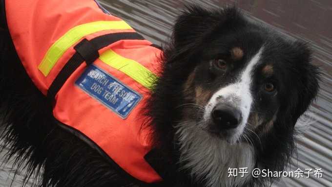 为什么不用智商排第一的边牧做警犬?