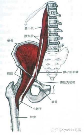 髂腰肌的功能:屈髋;伸展腰椎;外旋大腿
