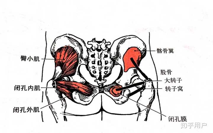 臀中肌 臀中肌(gluteus medius),部位:在臀大肌深面; 起点:髂骨翼