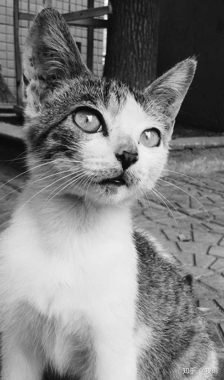 中华田园猫的颜值有多高?