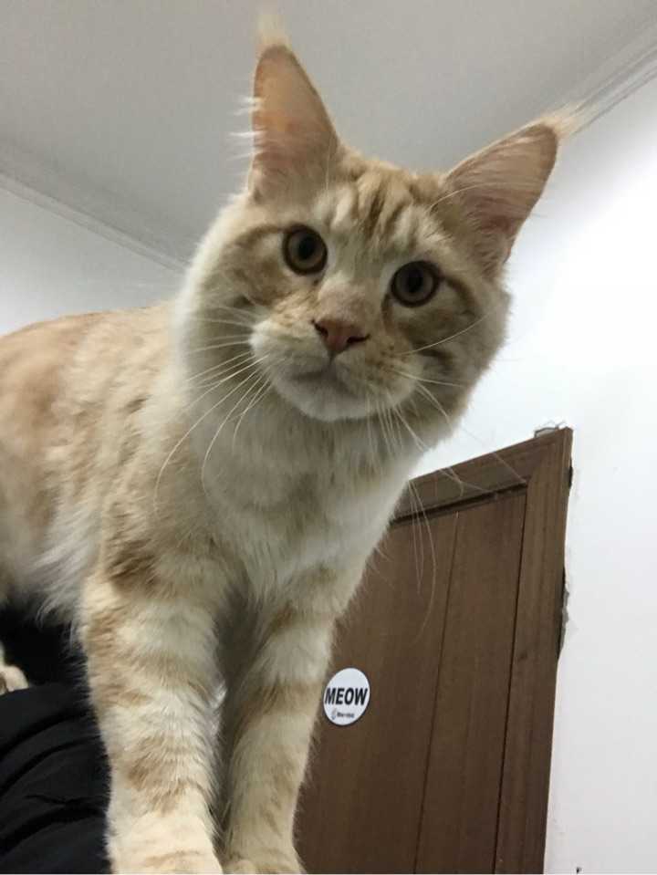 养只橘猪(橘猫)是什么体验?
