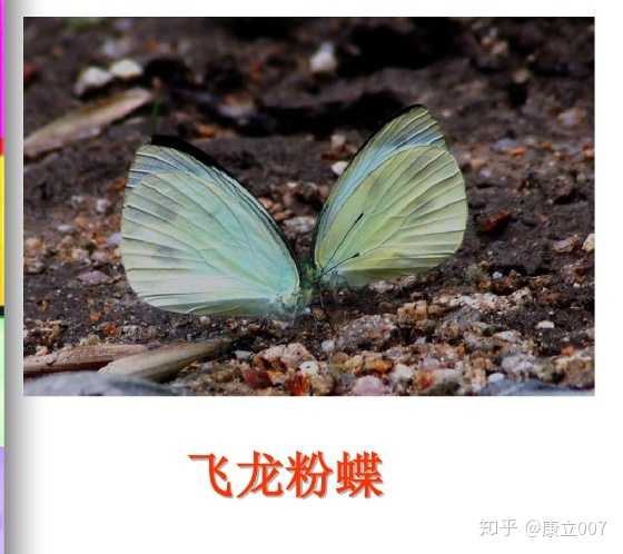 然后,这两个种类吸引了我的注意, 一个是飞龙粉蝶: 尤其是梨花迁粉蝶