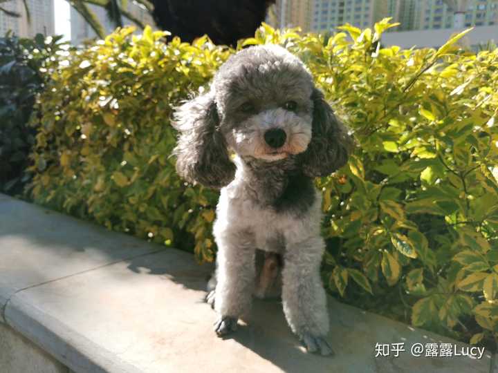 灰泰迪几个月全部变灰