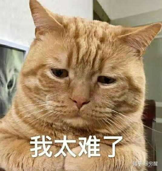 这个姐妹家的猫真的养成了 石墩子,哈哈哈 O(≥▽≤)O  大橘为重 这位