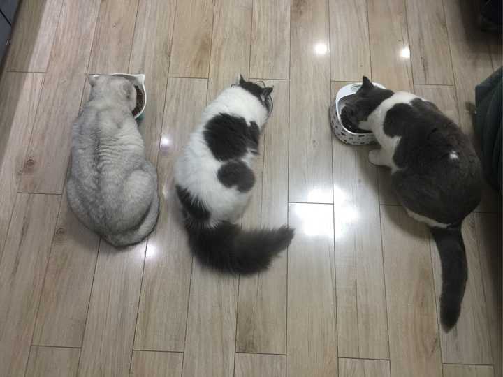 蓝白猫正常的尾巴占身体比例是多少?