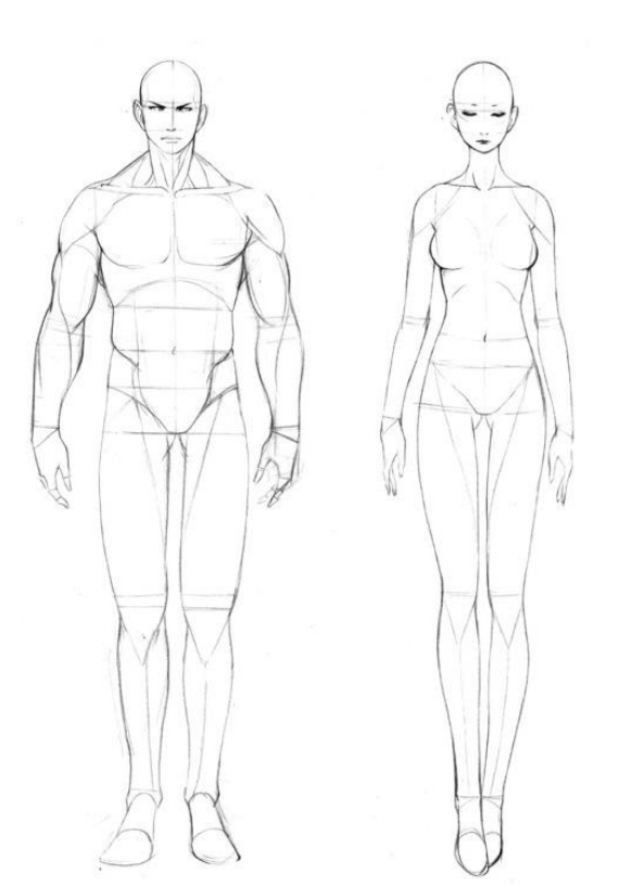 比例关系和性质之后,下面来学习人体框架和人体结构在绘画中的一些