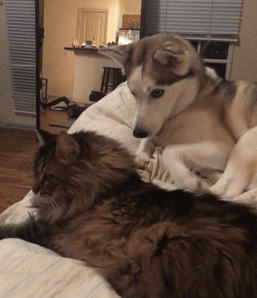 有哪些搞笑的动图/gif表情包?