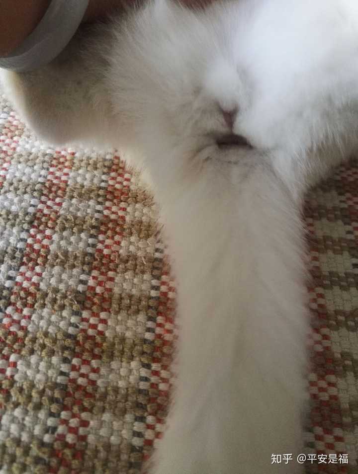 怎么辨别猫咪的公母?