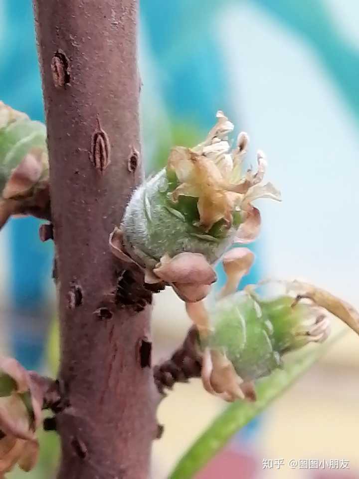 梅花会结果吗,会的话结的果实叫梅子吗?另:梅子树开的花能叫梅花吗?