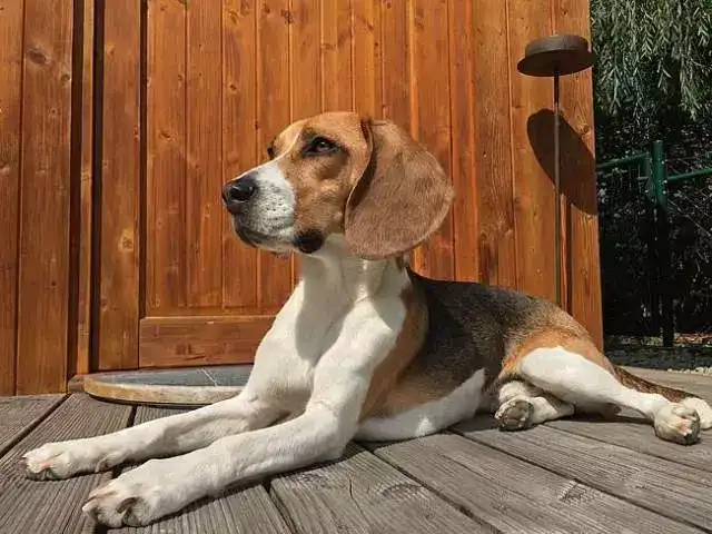 比格犬有什么特点,为什么身边很少有人养这个犬种?