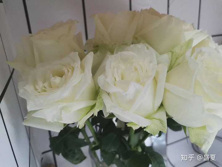 坦尼克白玫瑰