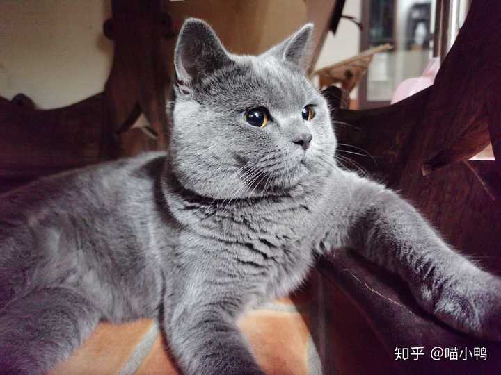 为什么说蓝猫是最不值钱的猫?