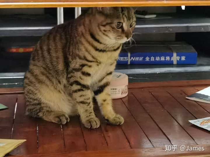 这是棕虎斑还是狸花猫呀?