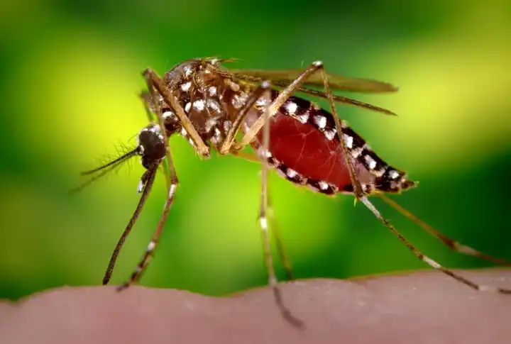 而蚊子为什么会吸血?