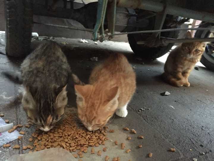 流浪猫会记得经常喂它的人吗?