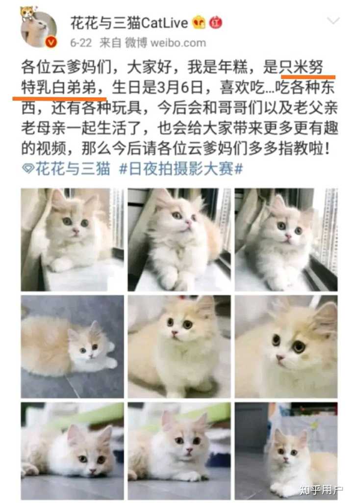 花花与三猫catlive的李白是什么品种啊,好喜欢这种呆比气质哈哈哈?