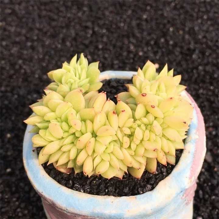 下面的这个是玉蝶锦就属于锦化.