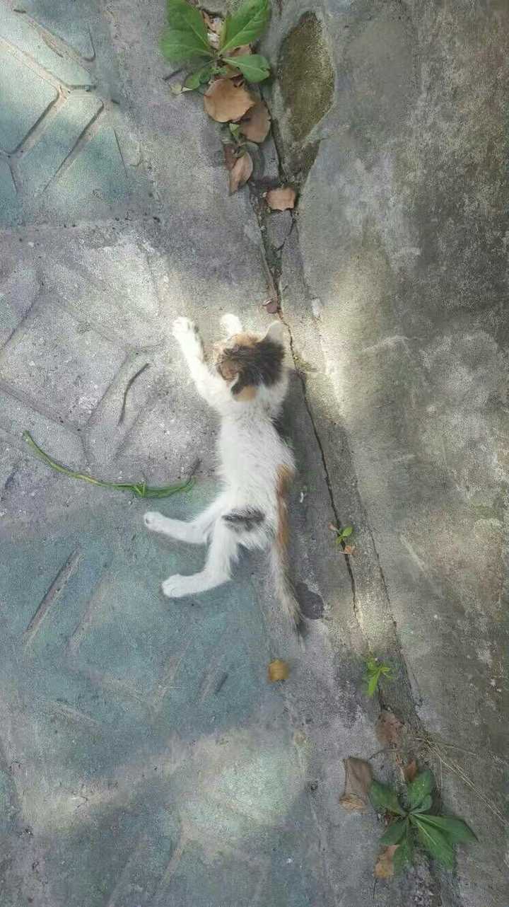 应不应该收养流浪猫?