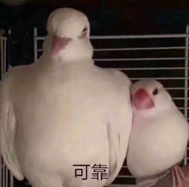 2020/3/17 想要榨干兔头的你们 以及 一滴都没有了的兔头