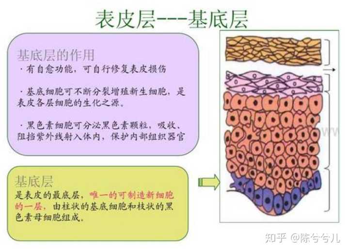 20岁用什么眼霜好
