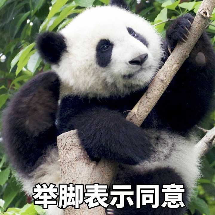 有哪些无字或者英文的表情包?