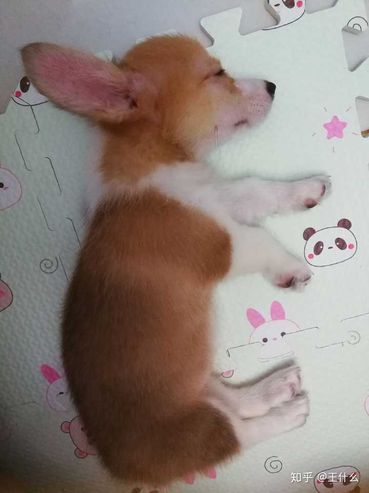 柴犬和柯基哪个好?