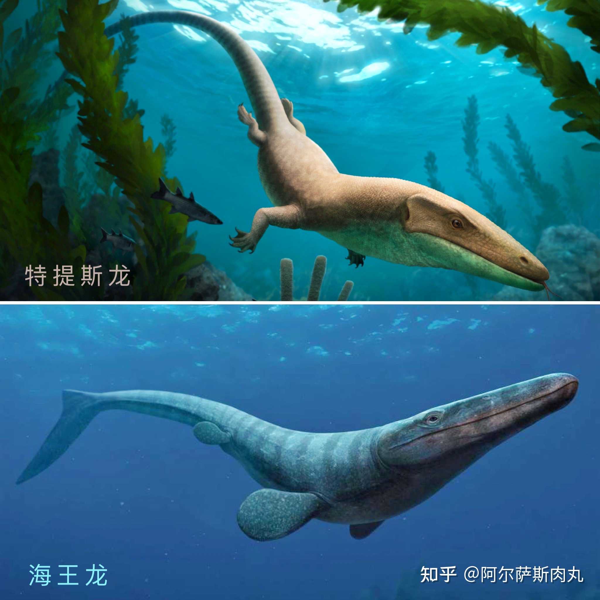 阿尔萨斯肉丸 的想法: "末世海王" 特提斯龙(tethysaurus)是… - 知乎