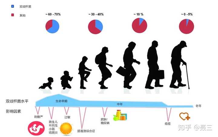 该图展示不同年龄阶段人体双歧杆菌数量变化及与疾病关系(图片惠赠自