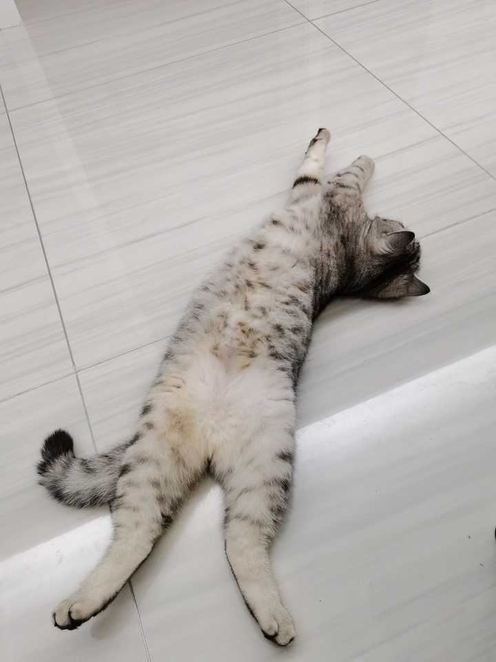 你家的猫都有哪些骚动作?