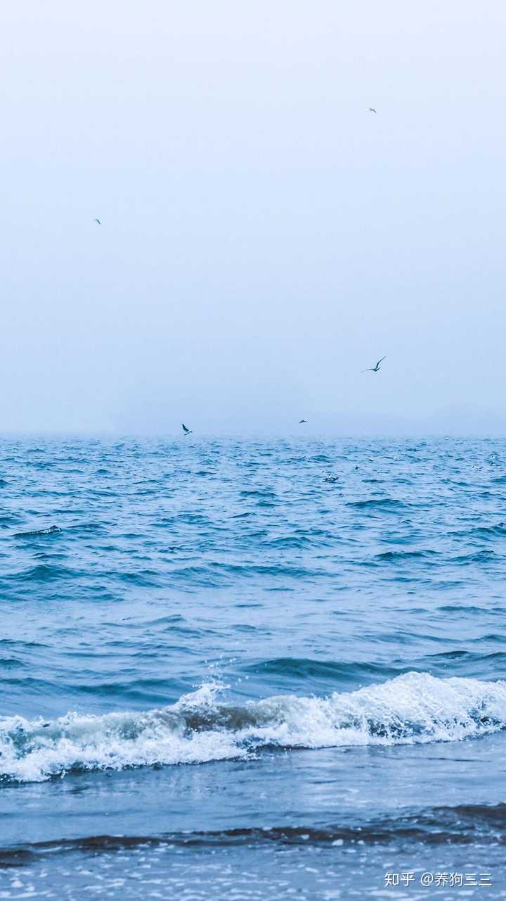 大海与海鸥