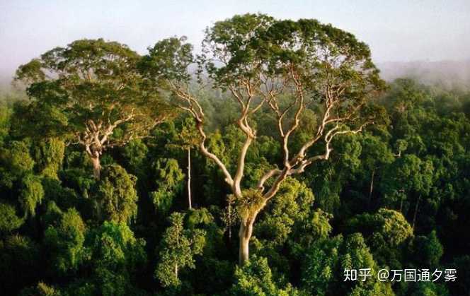 加里曼丹岛又名婆罗洲,拥有世界第二大热带雨林.