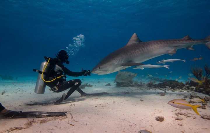 以下为在泰国比较常见的鲸鲨(whale shark): 以下照片为在巴哈马比较