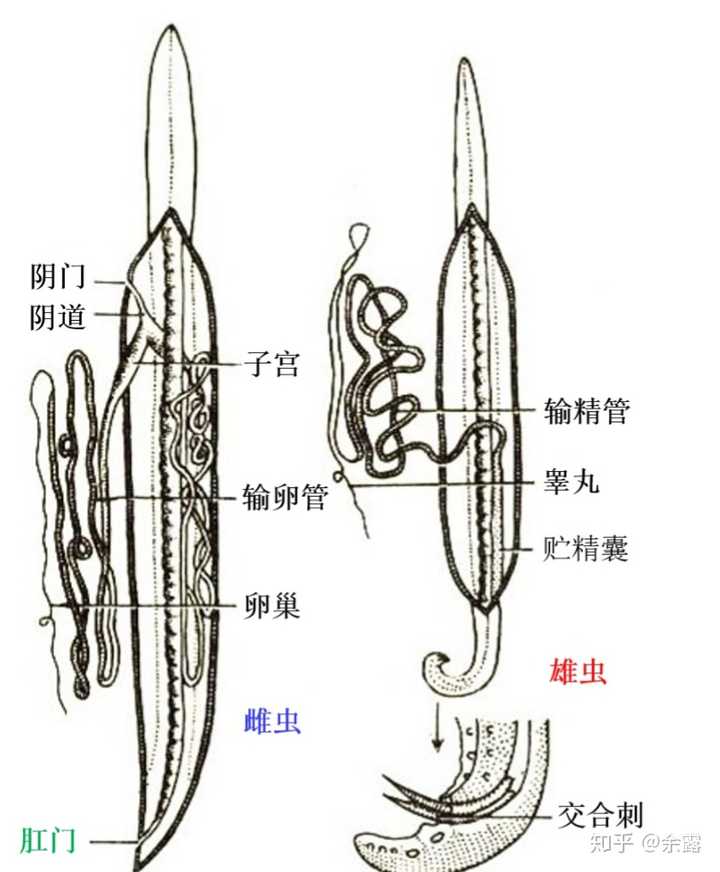 这是蛔虫结构