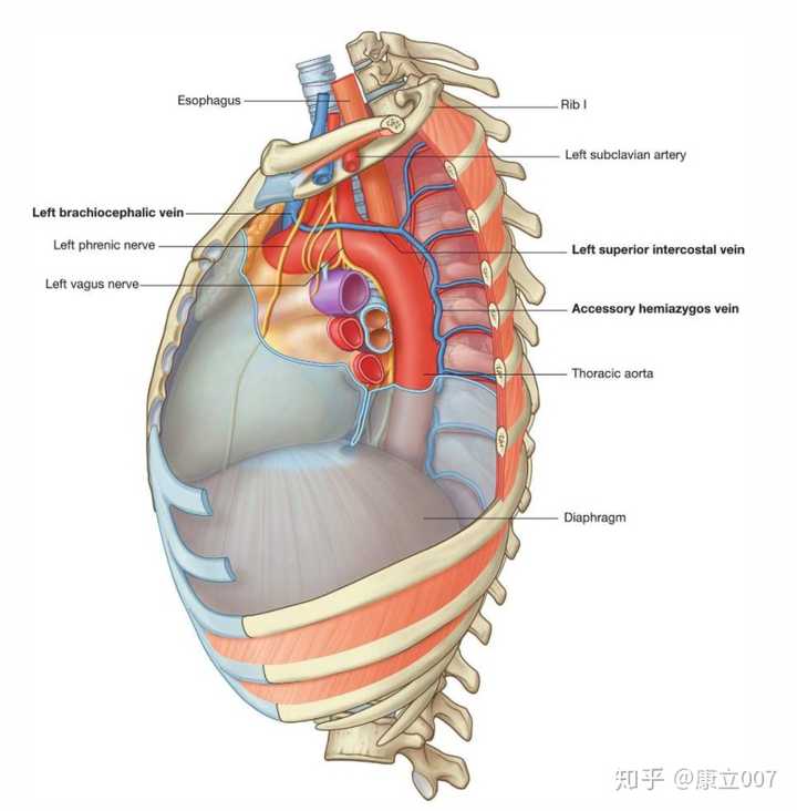 成人的胸腺的位置具体到对应着哪些骨性标志器官等等