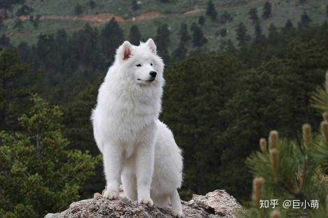 爱斯基摩犬