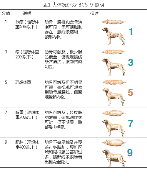 给狗狗测量体重是最