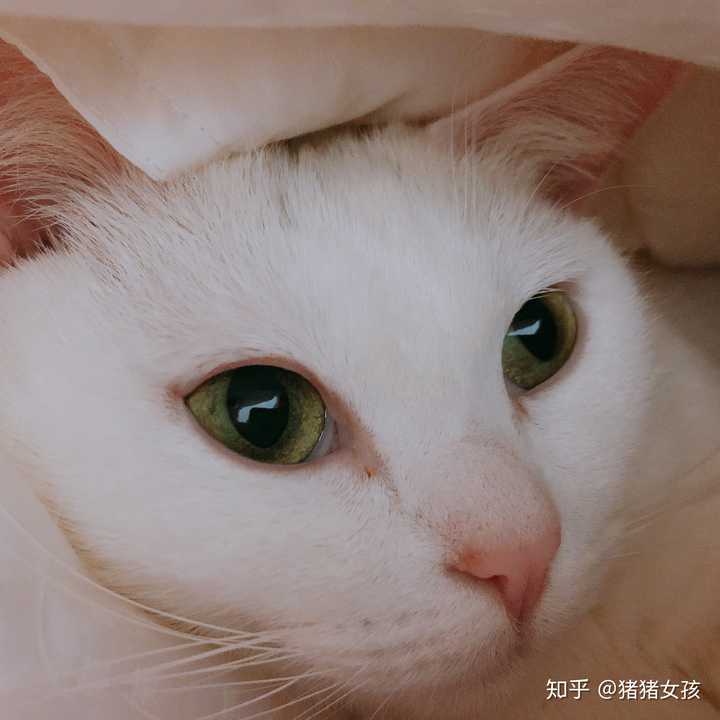 真的有绿色眼睛的猫吗