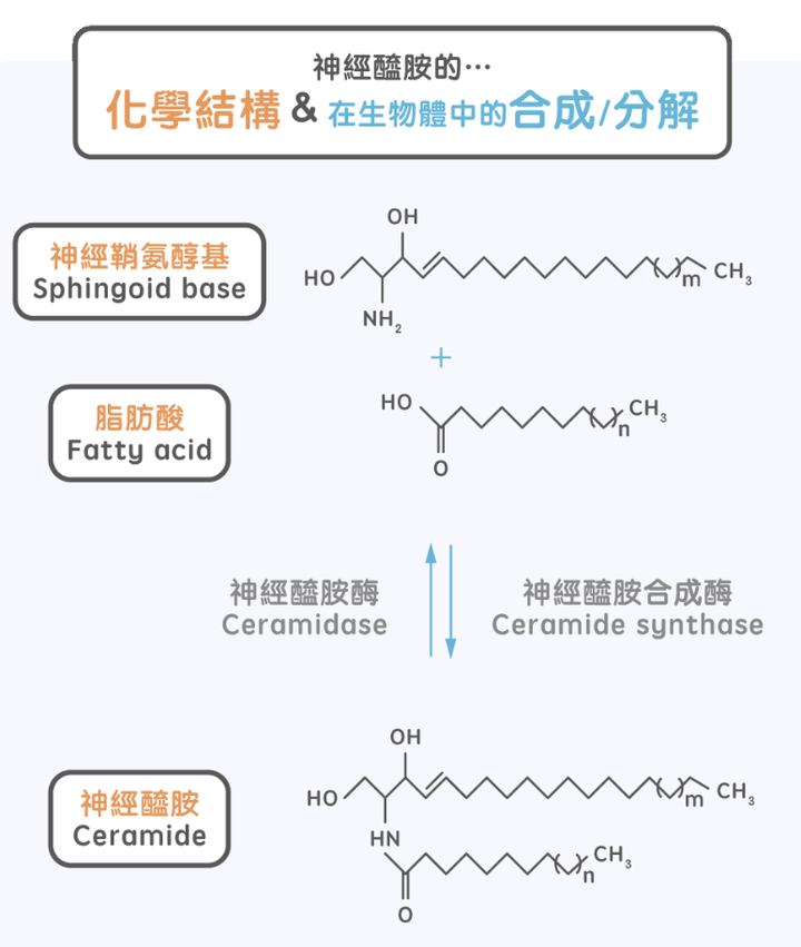 「神经酰胺」是什么?