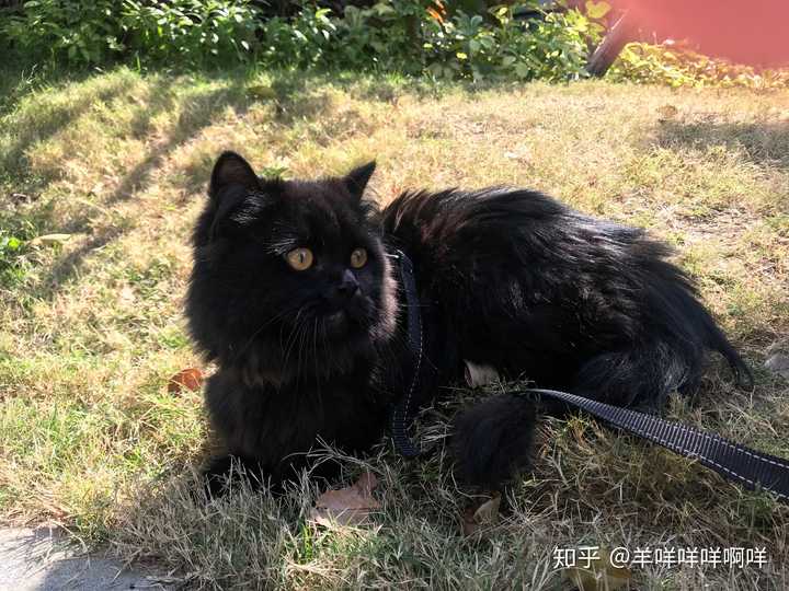 拥有一只不常见品种的猫是怎么样的体验