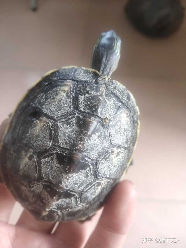 我的珍珠龟上面的壳烂了还有小洞白色一片