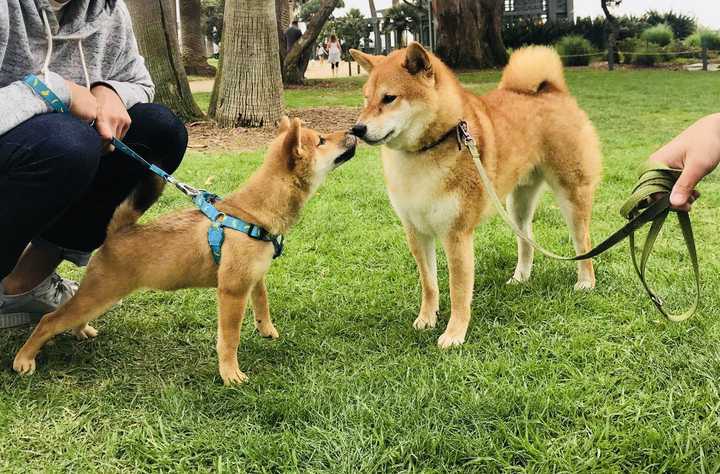 柴犬的市场价格是否混乱?