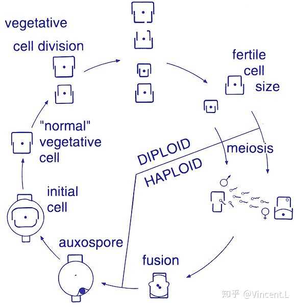 硅藻的生活史