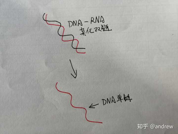 单飞的dna单链再通过聚合酶合成另一条与自己互补的dna链