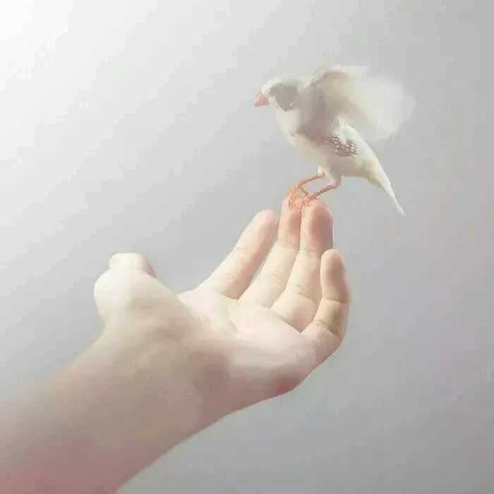 有哪些简约干净的头像?