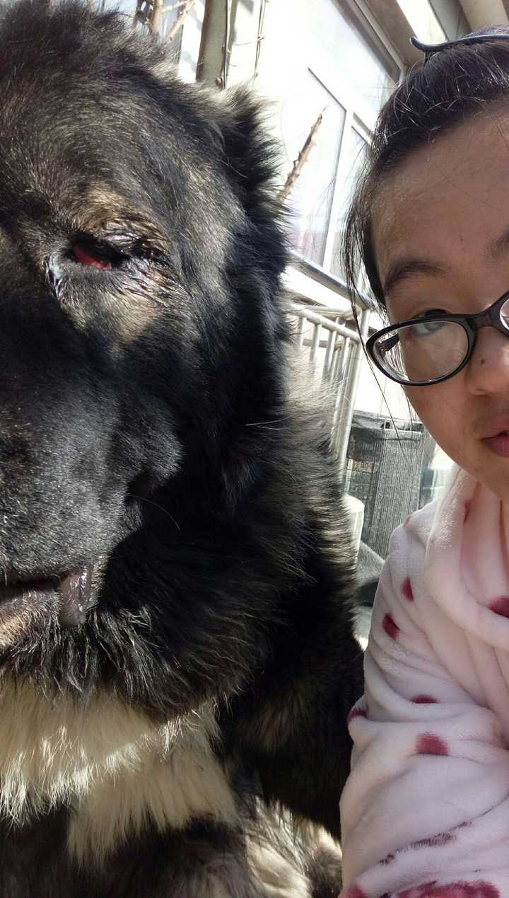 养高加索犬是一种什么体验?