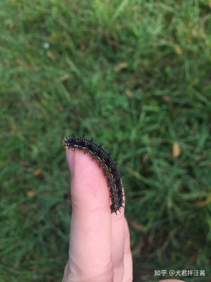 隐翅虫造成的伤口有什么特点?