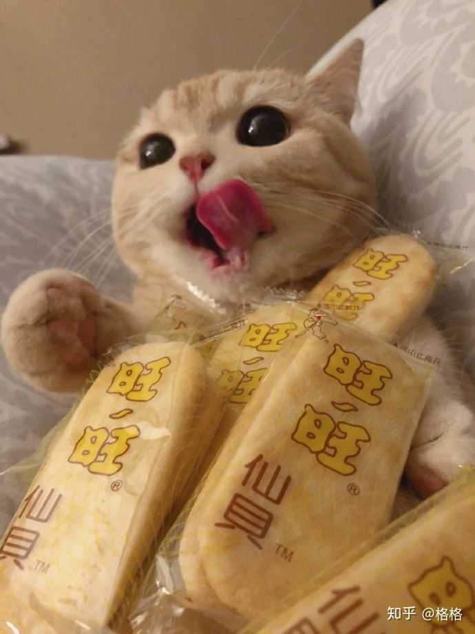 有没有可爱,贪吃的小猫咪可以做头像呢.