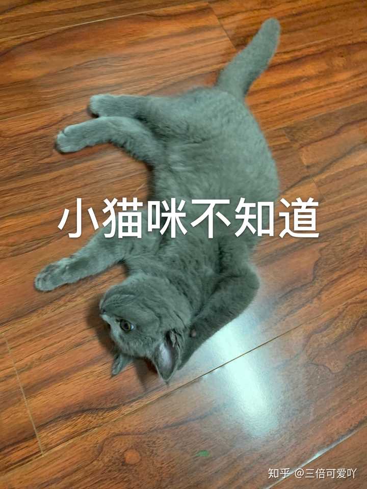 有没有可爱又沙雕的自家猫咪表情包?