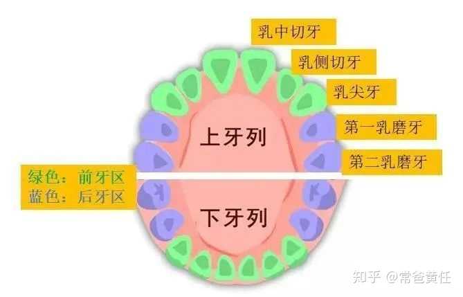 孩子长了「双排牙」肿么办?