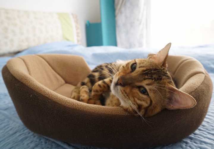躺在猫窝里慵懒的神情